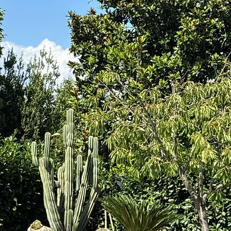 La Magnolia Apartmán *